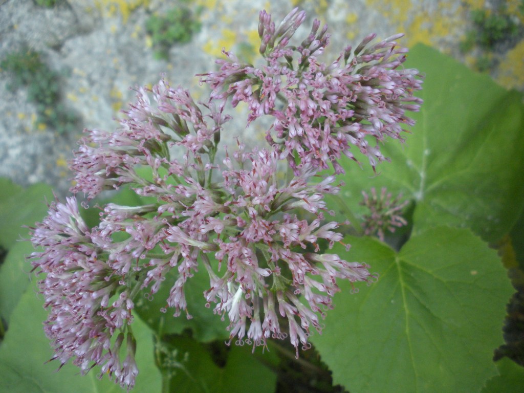 Adenostyles australis / Cavolaccio meridionale